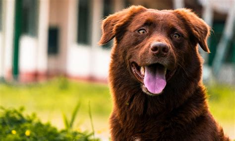 Dog Tongue Color Chart: What Color Should Your Dog’s Tongue Be