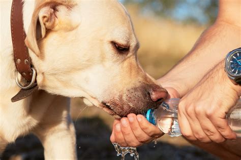 how to keep a dog hydrated