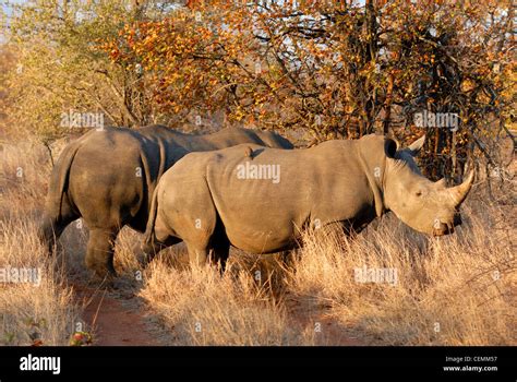 White Rhino South Africa Stock Photo - Alamy