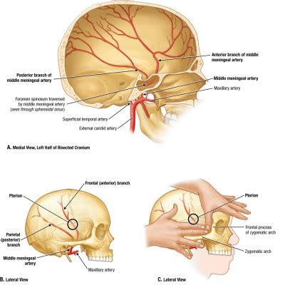 pterion | Tumblr