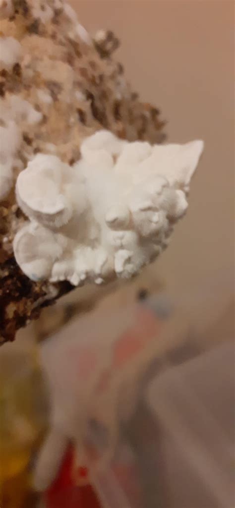 Can anybody tell me what is this wierd lump? : r/shroomers