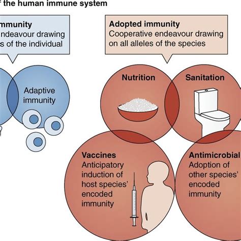 Function of the human immune system. The immune system is the set of... | Download Scientific ...