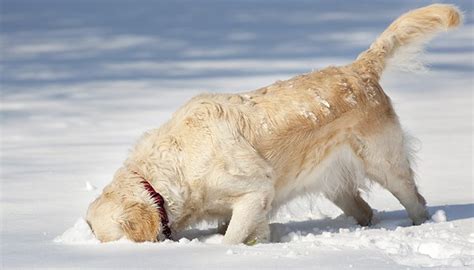 6 Winter Care Tips For Dogs