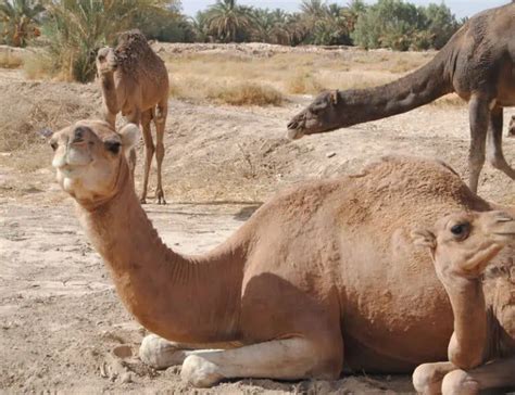 4 Types of Camels: Species, Facts and Photos