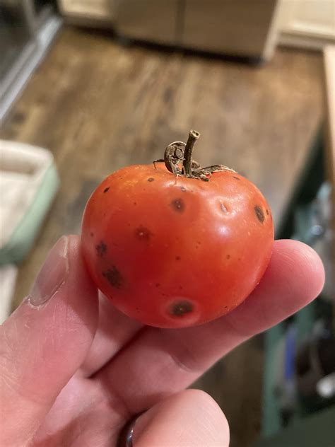 Is this anthracnose? : r/tomatoes