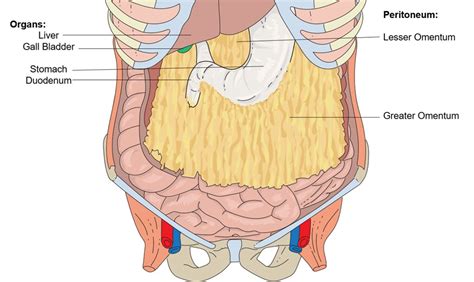 Figure 21.2.5 : Anterior View of Omentum | Drawing showing t… | Flickr