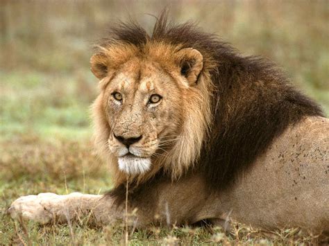 HD Lion Pictures Lions Wallpapers - HD Animal Wallpapers