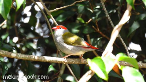 Red-browed Finch – melaniejcook.com