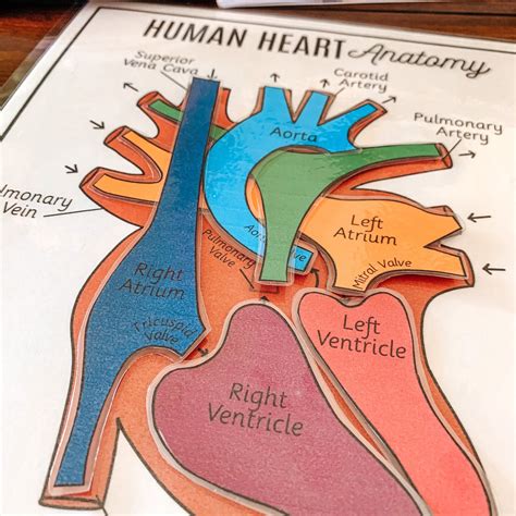 Anatomy Of The Heart Matching