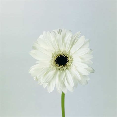 White Gerbera Daisies at Johnny Sanderson blog