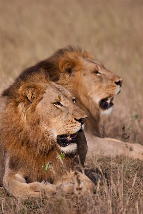 Establishing a Lion Database Africa-wide to Protect Lions - Lion
