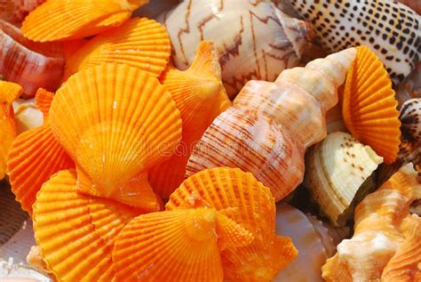 conch shell  stock image image  horizon coastline