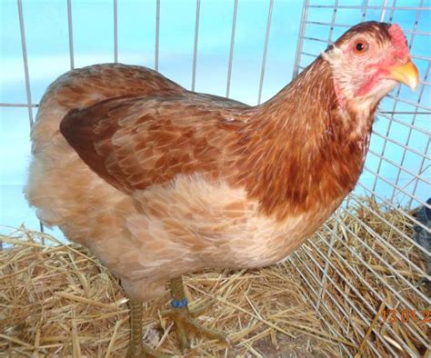 La poule Araucana : à découvrir