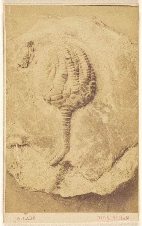 Fossil crinoid William Hart | Free Photo - rawpixel