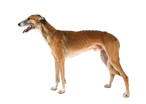 Russian Dog Breeds | The Smart Dog Guide