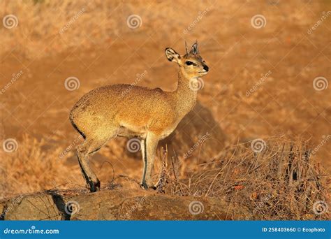 klipspringer antelope   rock stock photo image  unspoiled