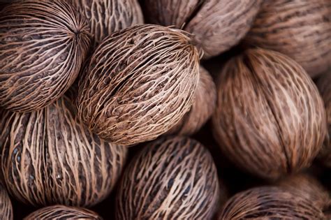 Fotos gratis : árbol, naturaleza, planta, textura, semilla, redondo