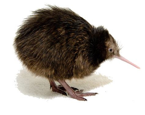 Kiwi Bird Clipart Transparent HQ PNG Download | FreePNGimg