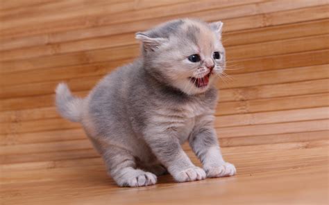 picture kittens cats animal