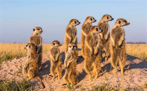 South African Meerkat – Telegraph