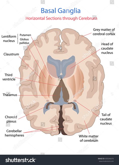 sagittal brain basal ganglia
