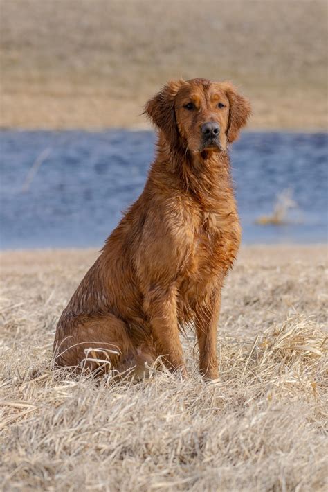 Golden Retriever Puppies with Hunt Test/Field Trial Potential! | RetrieverTraining.Net - the RTF