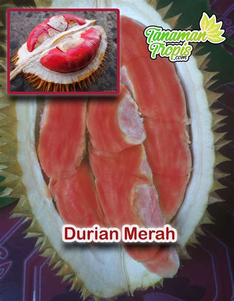 jual bibit tanaman durian merah buah warna merah asli