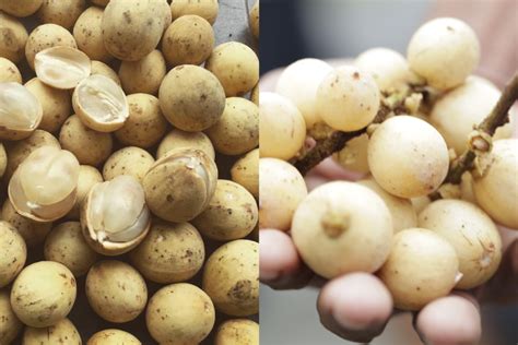 perbedaan duku  langsat   lebih sehat hortikultura indonesia