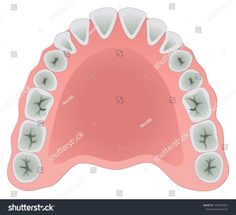 dental arch images stock  vectors shutterstock