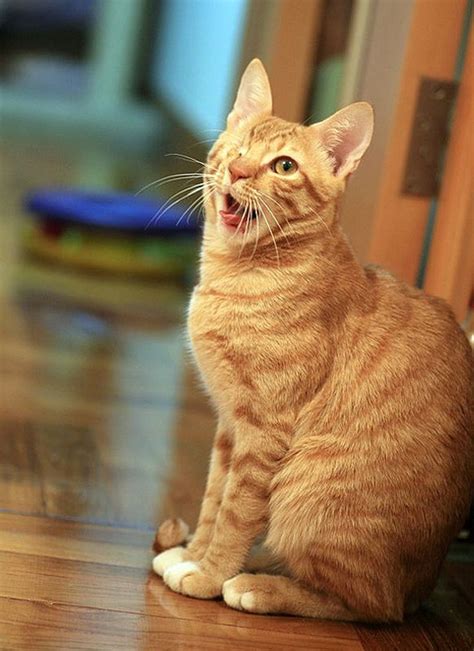 The One Eye Wonder Ginger Cat - Love Meow