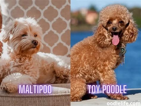 Maltipoo Vs Toy Poodle [Comparison With Photos] - Oodle Life