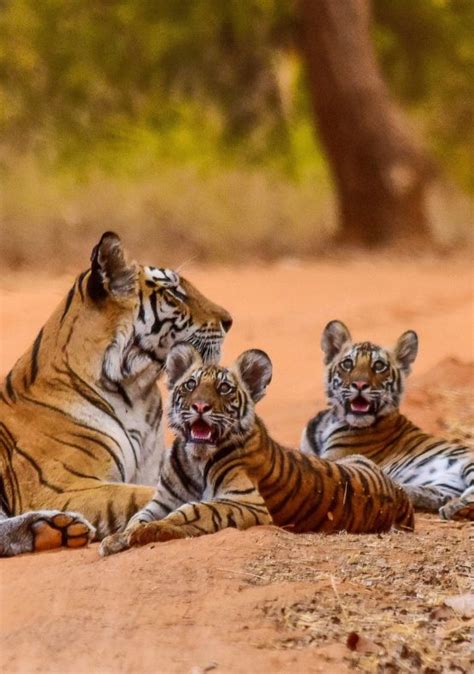 central india tigers bubo birding