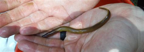 Brook lampreys, plural?