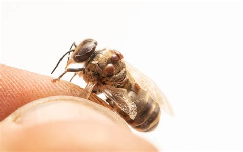 varroa mite decision requires response national farmers federation