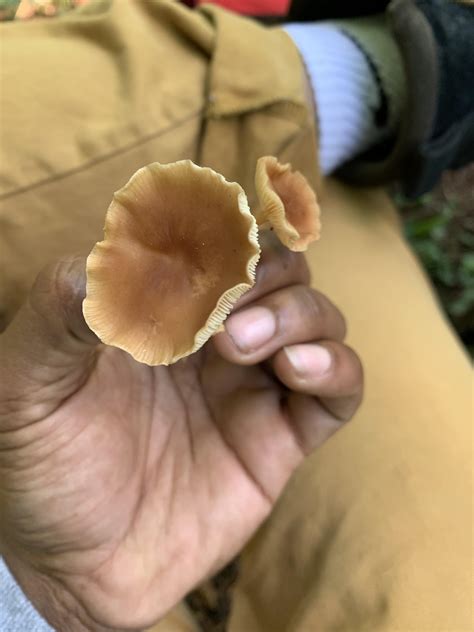 Found in Big Moose New York. Species? : r/ShroomID