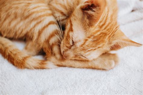 A Sleeping Tabby Cat · Free Stock Photo