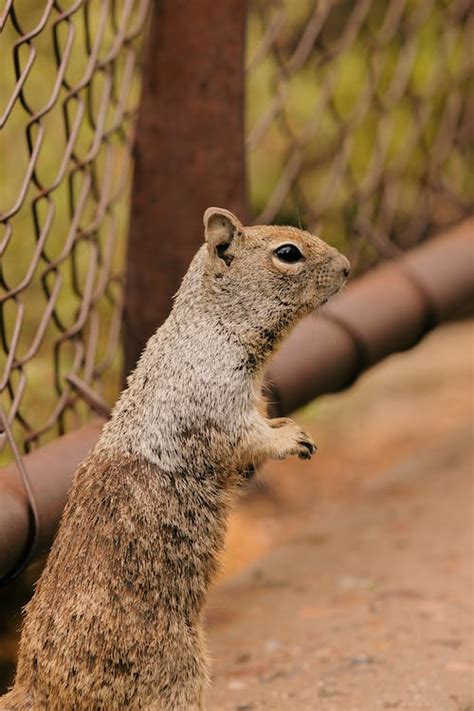 Squirrel, Grand Canyon, USA · Free Stock Photo