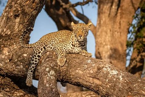 leopard   tree