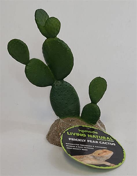 Komodo Prickly Pear Cactus-93322