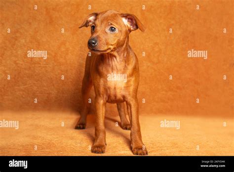 Tiny Brown Dogs
