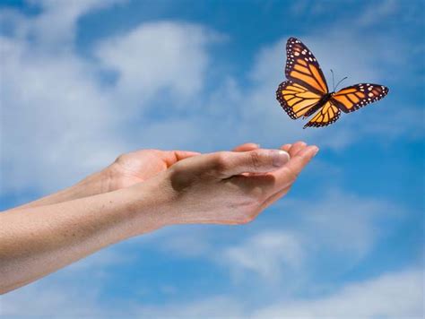 Butterfly Release Celebration! – Del Mar Fairgrounds Dashboard