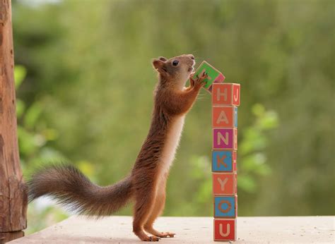 Red Squirrel With Blocks Spelling Thank Photograph by Geert Weggen ...