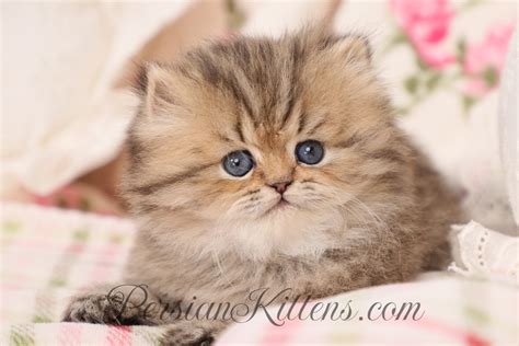 Find Your Perfect Companion: Doll Face Persian Kittens for Sale