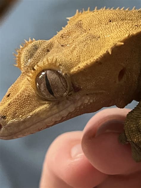 crested gecko eye issues- possibly a scab? advice wanted! : r/CrestedGecko