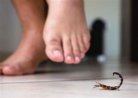 Como Matar Escorpião Em Casa - O que fazer e o que não fazer em caso de picada de escorpião em casa ...