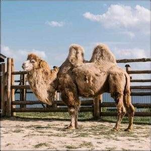 Weight Of Camel - What Things Weigh