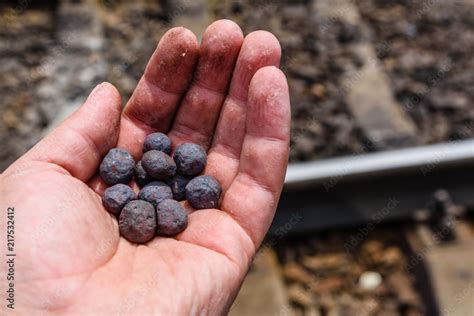 Iron ore taconite pellets in a worker hand Stock Photo | Adobe Stock