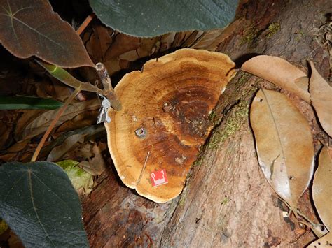 Fungal Spores