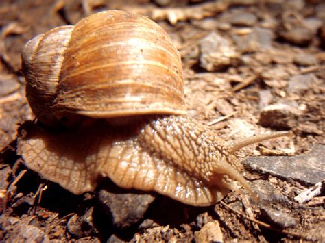 escargot  photo  freeimages