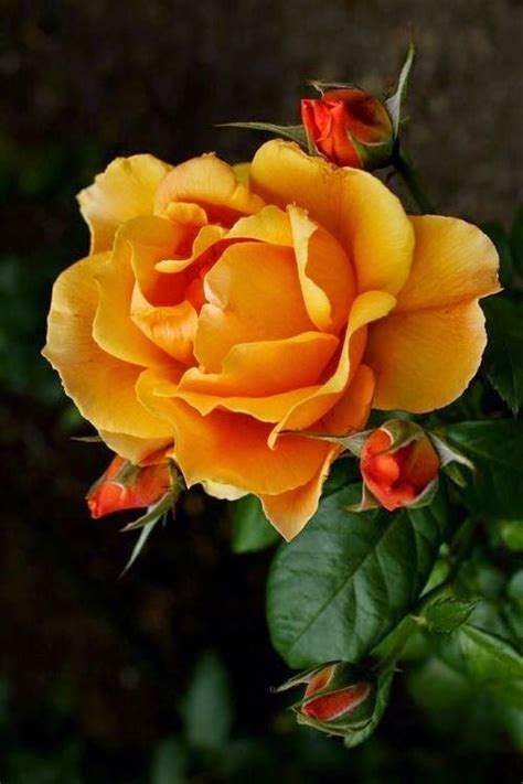 tulsa attutulsa twitter